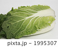 白菜