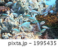 デバスズメダイ
