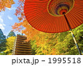 野点傘と紅葉