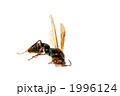 蜂