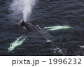 1996232