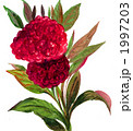 ケイトウの花1117.pix.