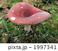 キノコの季節