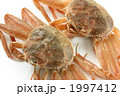 香箱蟹、セコガニ、セイコガニ