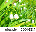 2000335