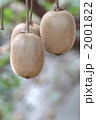 素材ナンバー 2001822 : 「無題」