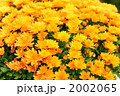 菊