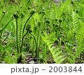 04月　シダ類05