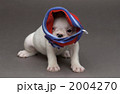 ネックウォーマー犬