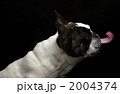 カメレオン犬