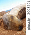 睡眠中のガラパゴスアシカの子　２