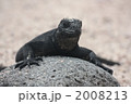 海イグアナの子供 2 海イグアナの子供 2