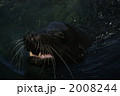 フロレアナ島よりガラパゴスアシカ　４