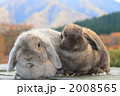 うさぎ