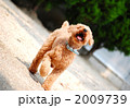 上を向く犬