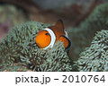 カクレクマノミ