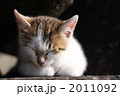 居眠りする仔猫