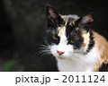 三毛猫