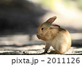茶色の仔うさぎ