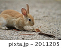 茶色の仔うさぎ