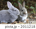 仲良し仔うさぎ