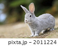 グレーの仔うさぎ