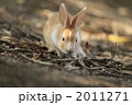 仔うさぎ