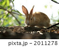 茶色の仔うさぎ