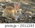 仔うさぎ