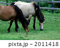 ２頭の木曽馬