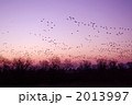 マガンの飛び立ち