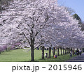 片倉城跡公園の桜
