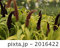 ダリア