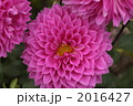 ダリア
