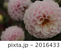 ダリア