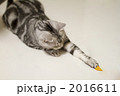 オモチャで遊ぶ猫