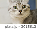 振り返る猫
