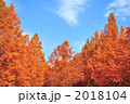 メタセコイアと青空