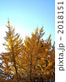 紅葉した銀杏