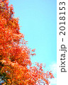 紅葉と青空