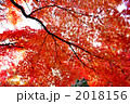 もみじ