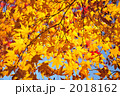 黄色い　もみじ