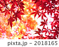 もみじ