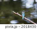 木に止まるカワセミ