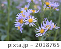 シオン