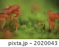 きのこ　1