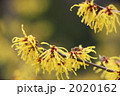 まんさくの花