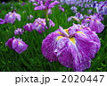 紫の花菖蒲
