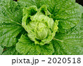 白菜