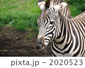 しまうまさま